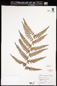 Dryopteris ludoviciana image