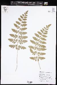 Asplenium daucifolium image