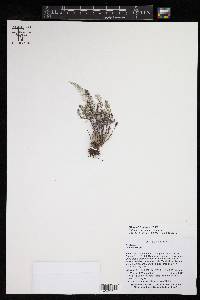 Argyrochosma bryopoda image