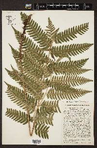 Dryopteris clintoniana image