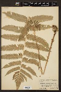 Dryopteris goldieana image