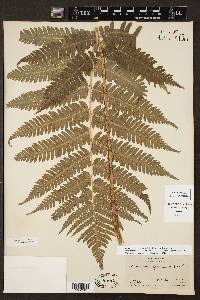 Dryopteris goldieana image