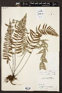 Asplenium auritum image