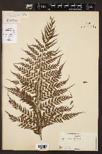 Asplenium affine image