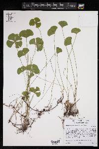 Marsilea macropoda image