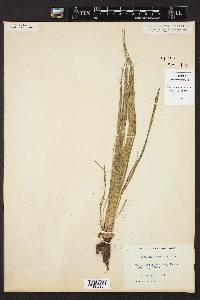 Isoetes engelmannii image