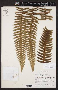 Cyathea grandifolia image