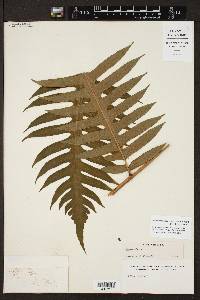 Cyathea speciosa image