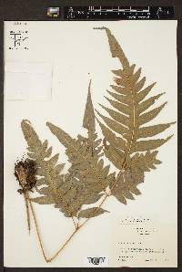 Pteris altissima image