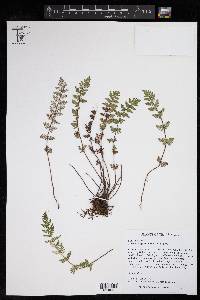 Notholaena grayi subsp. grayi image