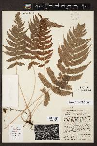 Steiropteris clypeolutata image