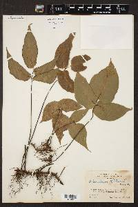 Adiantum wilsonii image