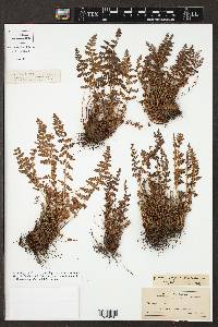 Woodsia oregana subsp. oregana image
