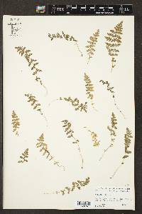 Woodsia obtusa subsp. occidentalis image