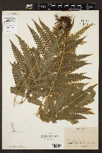 Pteris propinqua image