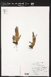 Elaphoglossum gayanum image