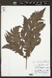 Tectaria camerooniana image