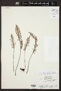 Pleopeltis polypodioides var. aciculare image