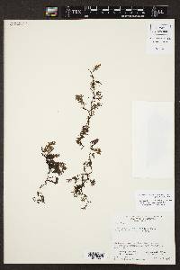 Didymoglossum krausii image