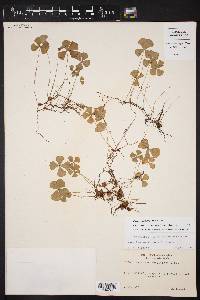 Marsilea ancylopoda image