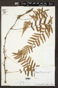 Arthropteris monocarpa image