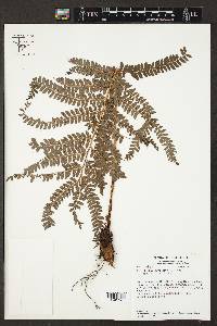 Polystichum muricatum image