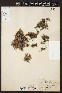 Selaginella rupestris image