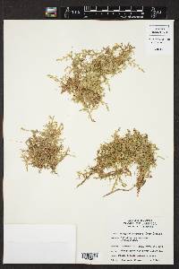 Selaginella serpens image