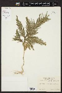 Selaginella geniculata image