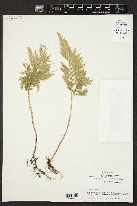 Selaginella hoffmannii image