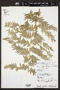 Selaginella exaltata image