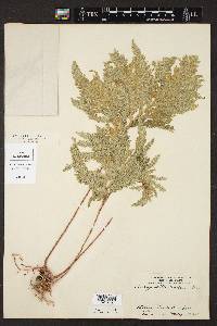 Selaginella umbrosa image