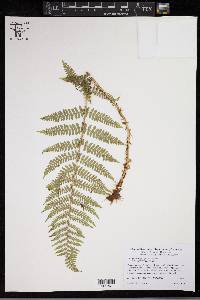 Dryopteris arguta image