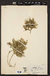 Selaginella arbuscula image
