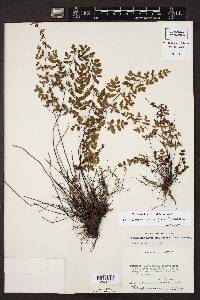 Argyrochosma nivea image