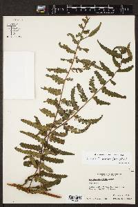 Dennstaedtia arborescens image