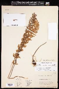 Myriopteris tomentosa image