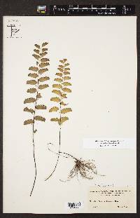 Adiantum philippense subsp. philippense image