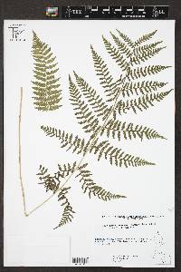 Athyrium yokoscense image