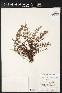 Cheilanthes macleanii image