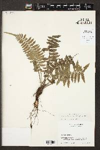 Asplenium alatum image