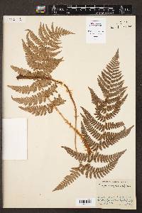 Dryopteris arguta image