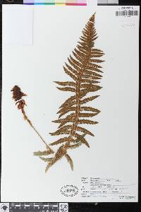 Polystichum dudleyi image