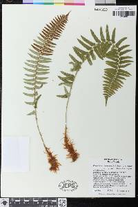 Polystichum imbricans image