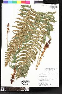 Polystichum dudleyi image