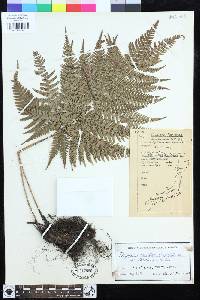 Dryopteris setosa image