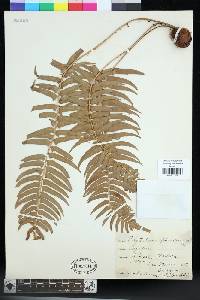 Polystichum falcinellum image