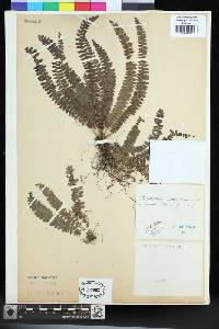 Polystichum hecatopterum image