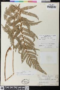 Polystichum dudleyi image