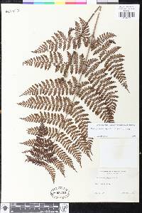 Dryopteris squamiseta image